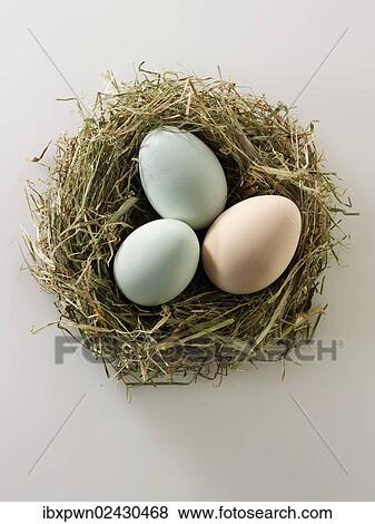 Stock Photo - "Organic eggs from free-range, Cotswold Legbar Hens". Fotosearch