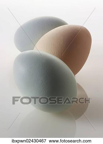 "Organic eggs from free-range, of Cotswold Lowerable Hens" View Large Photo Image Stock Photo - "Organic eggs from free-range, of Cotswold Lowerable Hens". Fotosearch