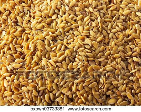 Organic golden linseed View Large Photo Image Stock Image - Organic golden linseed. Fotosearch