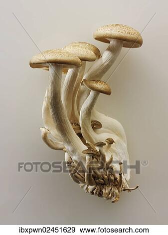 Organic Hon-Shimeji mushrooms View Large Photo Image Stock Photo - Organic Hon-Shimeji mushrooms. Fotosearch