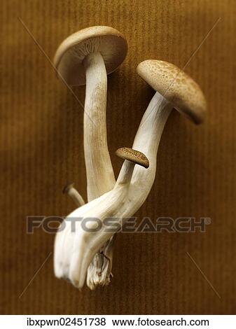 Organic Hon-Shimeji mushrooms View Large Photo Image Stock Photo - Organic Hon-Shimeji mushrooms. Fotosearch