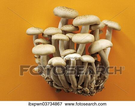 Organic Hon-Shimeji mushrooms (Lyophyllum shimeji) View Large Photo Image Stock Photo - Organic Hon-Shimeji mushrooms (Lyophyllum shimeji). Fotosearch