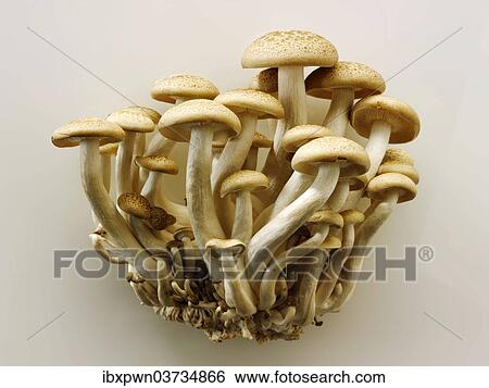 Organic Hon-Shimeji mushrooms (Lyophyllum shimeji) View Large Photo Image Stock Photograph - Organic Hon-Shimeji mushrooms (Lyophyllum shimeji). Fotosearch