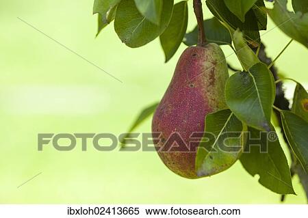 Stock Photography - "Organic pear on the tree, close-up". Fotosearch