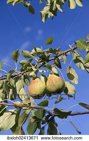 Organic pears on the tree View Large Photo Image Stock Image - Organic pears on the tree. Fotosearch