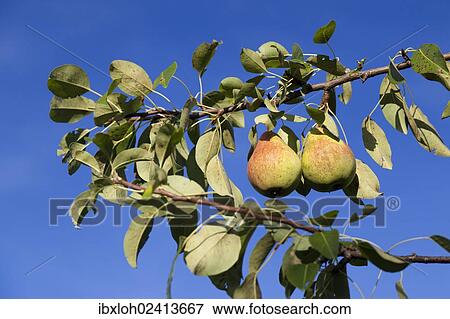 Stock Photo - Organic pears on the tree. Fotosearch