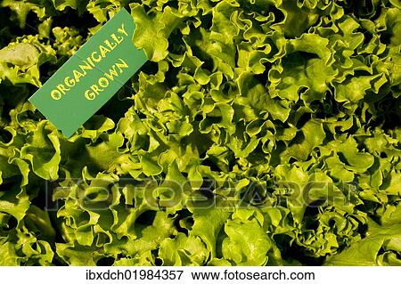 "Organic produce, green lettuce, Waterloo, Quebec, Canada, North America" View Large Photo Image Stock Photo - "Organic produce, green lettuce, Waterloo, Quebec, Canada, North America". Fotosearch