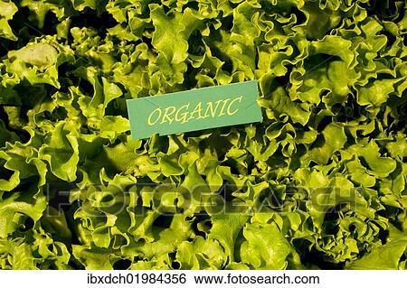 "Organic produce, green lettuce, Waterloo, Quebec, Canada, North America" View Large Photo Image Stock Photograph - "Organic produce, green lettuce, Waterloo, Quebec, Canada, North America". Fotosearch