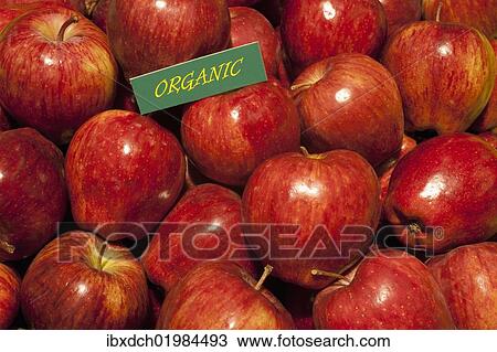 "Organic produce, Red Delicious apples" View Large Photo Image Stock Image - "Organic produce, Red Delicious apples". Fotosearch