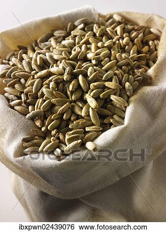 Organic rye grains View Large Photo Image Stock Photograph - Organic rye grains. Fotosearch