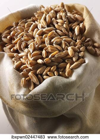 Organic spelt grains View Large Photo Image Stock Image - Organic spelt grains. Fotosearch