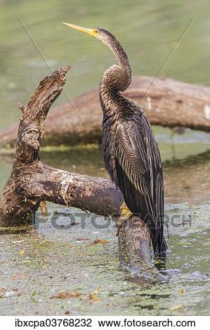 Stock Image - "Oriental Darter (Anhinga melanogaster), Keoladeo National Park, Rajasthan, India, Asia". Fotosearch