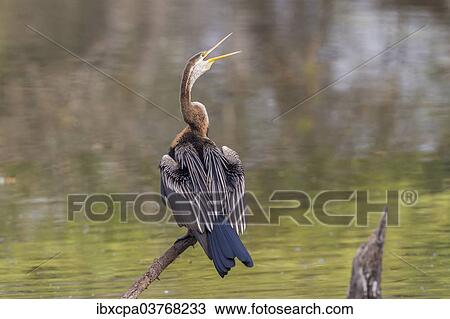 "Oriental Darter (Anhinga melanogaster), Keoladeo National Park, Rajasthan, India, Asia" View Large Photo Image Stock Image - "Oriental Darter (Anhinga melanogaster), Keoladeo National Park, Rajasthan, India, Asia". Fotosearch