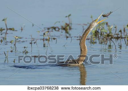 Stock Photo - "Oriental Darter (Anhinga melanogaster), Keoladeo National Park, Rajasthan, India, Asia". Fotosearch