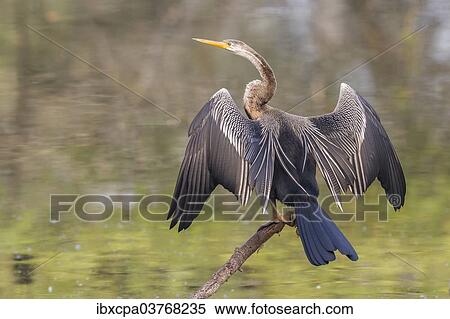 "Oriental Darter (Anhinga melanogaster), Keoladeo National Park, Rajasthan, India, Asia" View Large Photo Image Stock Photography - "Oriental Darter (Anhinga melanogaster), Keoladeo National Park, Rajasthan, India, Asia". Fotosearch