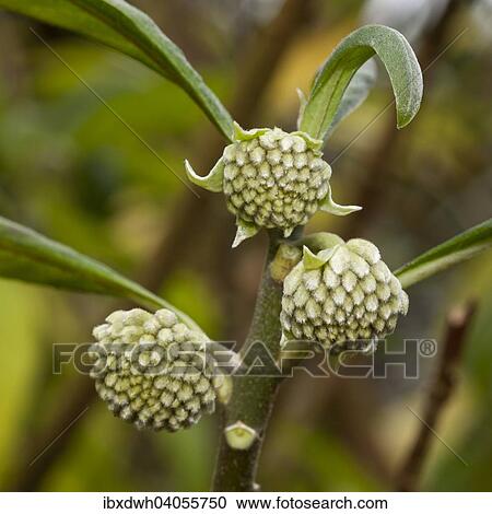 "Oriental Paperbush, Mitsumata (Edgeworthia papyrifera), native to China" View Large Photo Image Stock Image - "Oriental Paperbush, Mitsumata (Edgeworthia papyrifera), native to China". Fotosearch