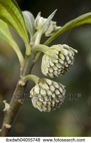 "Oriental Paperbush, Mitsumata (Edgeworthia papyrifera), native to China" View Large Photo Image Stock Photo - "Oriental Paperbush, Mitsumata (Edgeworthia papyrifera), native to China". Fotosearch