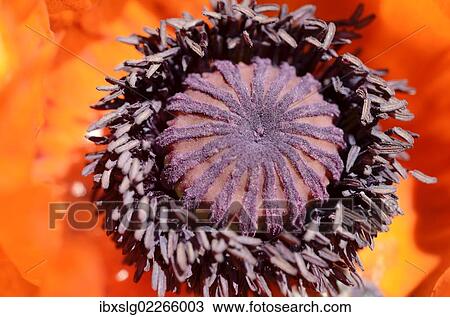 "Oriental Poppy (Papaver orientale), in flower, pistil and pollen tubes" View Large Photo Image Stock Image - "Oriental Poppy (Papaver orientale), in flower, pistil and pollen tubes". Fotosearch