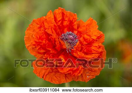 "Oriental Poppy (Papaver orientale), Northumberland, England, United Kingdom, Europe" View Large Photo Image Picture - "Oriental Poppy (Papaver orientale), Northumberland, England, United Kingdom, Europe". Fotosearch