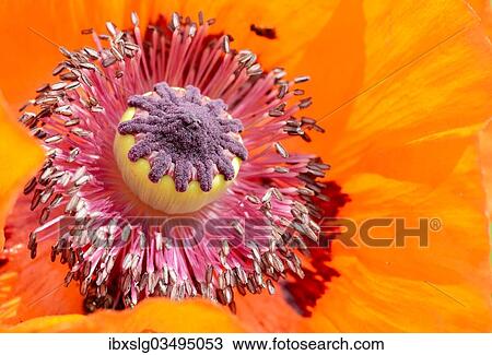 "Oriental Poppy (Papaver orientale), detail of a flower, Bavaria, Germany, Europe" View Large Photo Image Stock Image - "Oriental Poppy (Papaver orientale), detail of a flower, Bavaria, Germany, Europe". Fotosearch