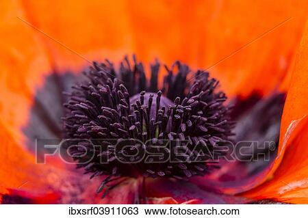 "Oriental Poppy (Papaver orientale), Northumberland, England, United Kingdom, Europe" View Large Photo Image Stock Image - "Oriental Poppy (Papaver orientale), Northumberland, England, United Kingdom, Europe". Fotosearch