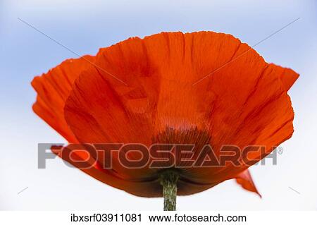 "Oriental Poppy (Papaver orientale), Northumberland, England, United Kingdom, Europe" View Large Photo Image Stock Image - "Oriental Poppy (Papaver orientale), Northumberland, England, United Kingdom, Europe". Fotosearch