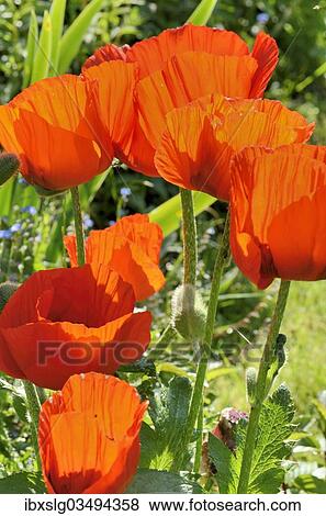 "Oriental Poppy (Papaver orientale), flowering, Bavaria, Germany, Europe" View Large Photo Image Stock Photo - "Oriental Poppy (Papaver orientale), flowering, Bavaria, Germany, Europe". Fotosearch