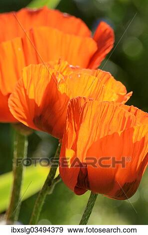 "Oriental Poppy (Papaver orientale), flowering, Bavaria, Germany, Europe" View Large Photo Image Stock Photo - "Oriental Poppy (Papaver orientale), flowering, Bavaria, Germany, Europe". Fotosearch