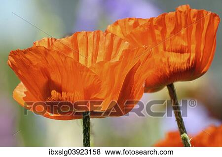 "Oriental Poppy (Papaver orientale), flowers, Bavaria, Germany, Europe" View Large Photo Image Stock Photo - "Oriental Poppy (Papaver orientale), flowers, Bavaria, Germany, Europe". Fotosearch