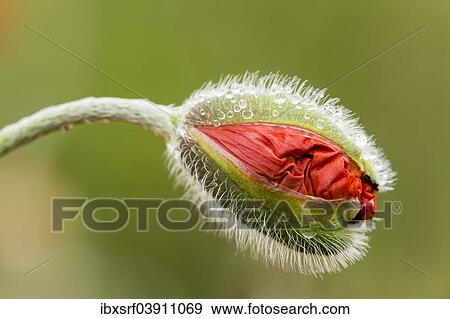 "Oriental Poppy (Papaver orientale), bud, Northumberland, England, United Kingdom, Europe" View Large Photo Image Stock Photo - "Oriental Poppy (Papaver orientale), bud, Northumberland, England, United Kingdom, Europe". Fotosearch