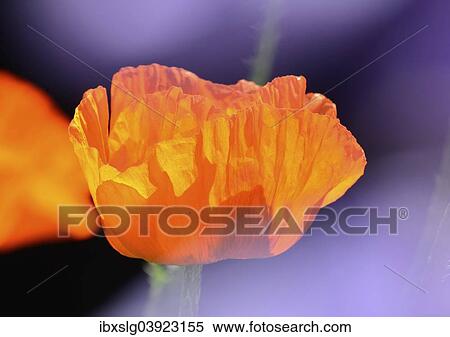 "Oriental Poppy (Papaver orientale), flower, Bavaria, Germany, Europe" View Large Photo Image Stock Photography - "Oriental Poppy (Papaver orientale), flower, Bavaria, Germany, Europe". Fotosearch