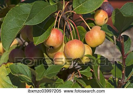 Ornamental Apple 'Golden Hornet' (Malus sp. ) View Large Photo Image Stock Photography - Ornamental Apple 'Golden Hornet' (Malus sp. ). Fotosearch
