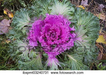 "Ornamental cabbage (Brassica oleracea, syn Brassica oleracea var. acephala), Quebec Province, Canada, North America" View Large Photo Image Stock Image - "Ornamental cabbage (Brassica oleracea, syn Brassica oleracea var. acephala), Quebec Province, Canada, North America". Fotosearch