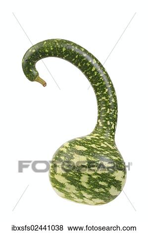 Stock Photo - "Ornamental gourd, """"Calabash"""" or """"Speckled Swan"""" variety". Fotosearch