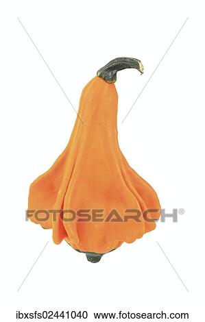 "Ornamental gourd, """"Indian mix"""" variety" View Large Photo Image Stock Image - "Ornamental gourd, """"Indian mix"""" variety". Fotosearch