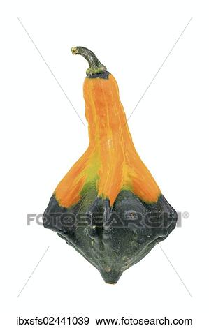 "Ornamental gourd, """"Indian mix"""" variety" View Large Photo Image Stock Photo - "Ornamental gourd, """"Indian mix"""" variety". Fotosearch
