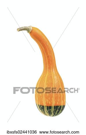 Stock Photograph - "Ornamental gourd """"Trowel"""" or """"Spoon"""" variety". Fotosearch