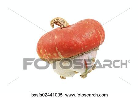 "Ornamental gourd, """"Turk's Cap Squash"""" variety" View Large Photo Image Stock Photography - "Ornamental gourd, """"Turk's Cap Squash"""" variety". Fotosearch