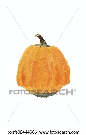 Stock Photography - "Ornamental gourd variety, Striped Devil's Claw, or Crown pumpkin". Fotosearch