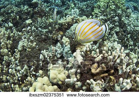 "Ornate butterflyfish (Chaetodon ornatissimus), Kahekili Beach Park, Lahaina, Maui, Hawaii, USA" View Large Photo Image Stock Image - "Ornate butterflyfish (Chaetodon ornatissimus), Kahekili Beach Park, Lahaina, Maui, Hawaii, USA". Fotosearch