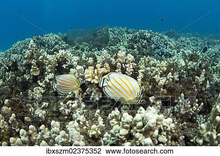 "Ornate butterflyfish (Chaetodon ornatissimus) swimming in front of lobster traps, Kahekili Beach Park, Lahaina, Maui, Hawaii, USA" View Large Photo Image Stock Image - "Ornate butterflyfish (Chaetodon ornatissimus) swimming in front of lobster traps, Kahekili Beach Park, Lahaina, Maui, Hawaii, USA". Fotosearch