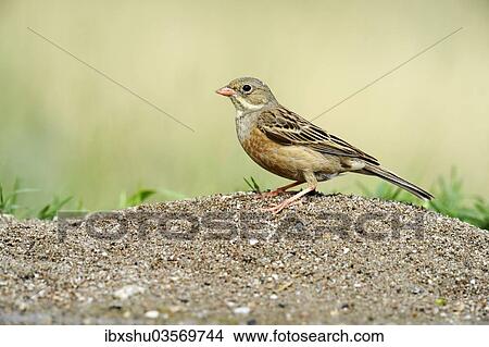 "Ortolan Bunting (Emberiza hortulana), Rhodopes, Bulgaria, Europe" View Large Photo Image Picture - "Ortolan Bunting (Emberiza hortulana), Rhodopes, Bulgaria, Europe". Fotosearch