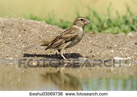 Stock Photo - "Ortolan Bunting (Emberiza hortulana) standing at the water's edge, Northern Bulgaria, Bulgaria, Europe". Fotosearch