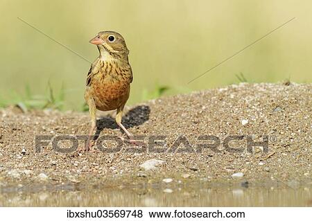 Stock Photo - "Ortolan Bunting (Emberiza hortulana), Rhodopes, Bulgaria, Europe". Fotosearch