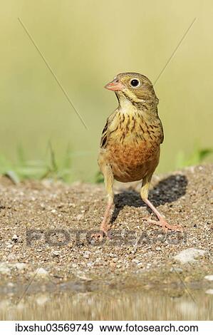 Stock Photo - "Ortolan Bunting (Emberiza hortulana), Rhodopes, Bulgaria, Europe". Fotosearch