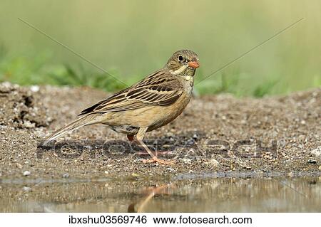 "Ortolan Bunting (Emberiza hortulana) beside a pond, Rhodopes, Bulgaria, Europe" View Large Photo Image Stock Photograph - "Ortolan Bunting (Emberiza hortulana) beside a pond, Rhodopes, Bulgaria, Europe". Fotosearch