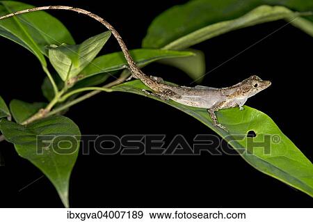"Ortoni's Anole, lizard (Anolis ortonii) shedding its skin, Tambopata Nature Reserve, Madre de Dios Region, Peru, South America" View Large Photo Image Stock Photo - "Ortoni's Anole, lizard (Anolis ortonii) shedding its skin, Tambopata Nature Reserve, Madre de Dios Region, Peru, South America". Fotosearch