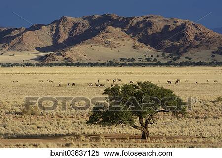 "Oryx antilopes (Oryx) grazing in a steppe landscape or veldt, Namib, Hardap Region, Namibia, Africa" View Large Photo Image Stock Photography - "Oryx antilopes (Oryx) grazing in a steppe landscape or veldt, Namib, Hardap Region, Namibia, Africa". Fotosearch