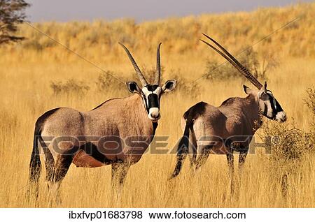 "Oryx or Gemsbok (Oryx gazella) in the high grass of the Kgalagadi Transfrontier Park, Kalahari, South Africa, Africa" View Large Photo Image Stock Photo - "Oryx or Gemsbok (Oryx gazella) in the high grass of the Kgalagadi Transfrontier Park, Kalahari, South Africa, Africa". Fotosearch