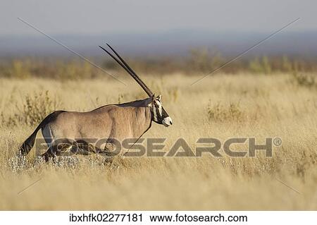 "Oryx (Oryx gazella), Etosha National Park, Namibia, Africa" View Large Photo Image Stock Image - "Oryx (Oryx gazella), Etosha National Park, Namibia, Africa". Fotosearch